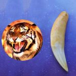 קמע שן הנמר - מתנה לגבר